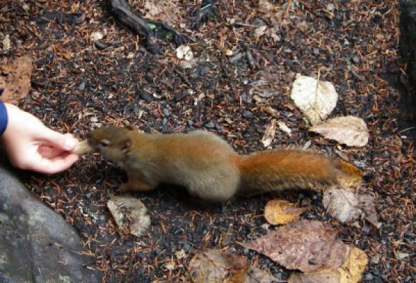 Carne de veveriţă în supermaketuri